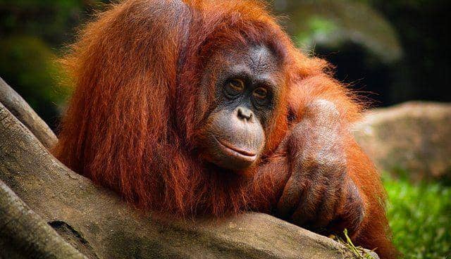 AWS-WWF Kolaborasi Manfaat Machine Learning untuk Selamatkan Orangutan