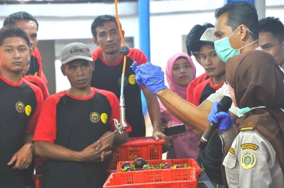 IDN Times/Kementan