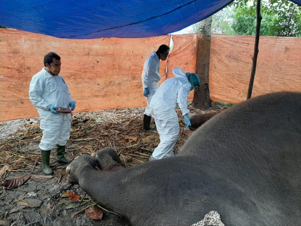 Diduga Alami Sakit Pencernaan, Gajah di Kasang Kulim Pekanbaru Mati
