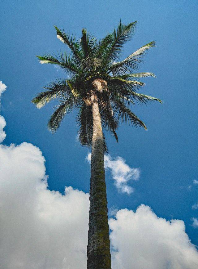 Pexels.com/Antonio Prado