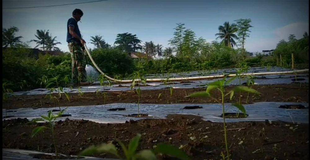 Sudi, petani asal Kulon Progo, Yogyakarta. Dok.IDN Times