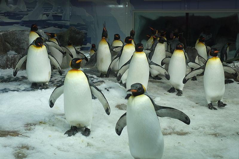 Kotoran Penguin Ternyata Bisa Bikin Teler Para Ilmuwan, Ini 5 Faktanya