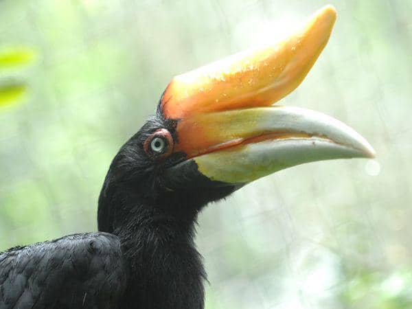 audubonnatureinstitute.org