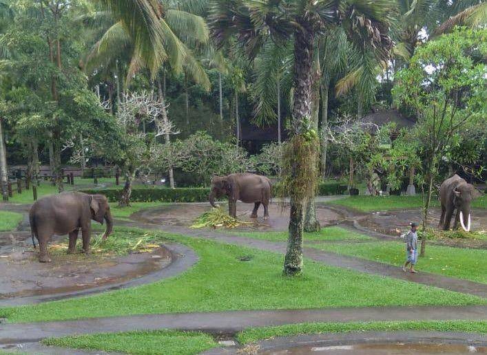 Ilustrasi Kebun Binatang (Dok.KLHK)