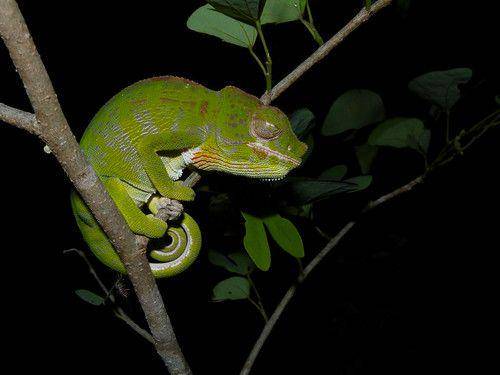 reptile-database.reptarium.cz