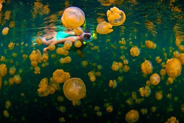 Ombak Tinggi, Nelayan Ubur-ubur Pantai Selatan Jateng Nekat Melaut