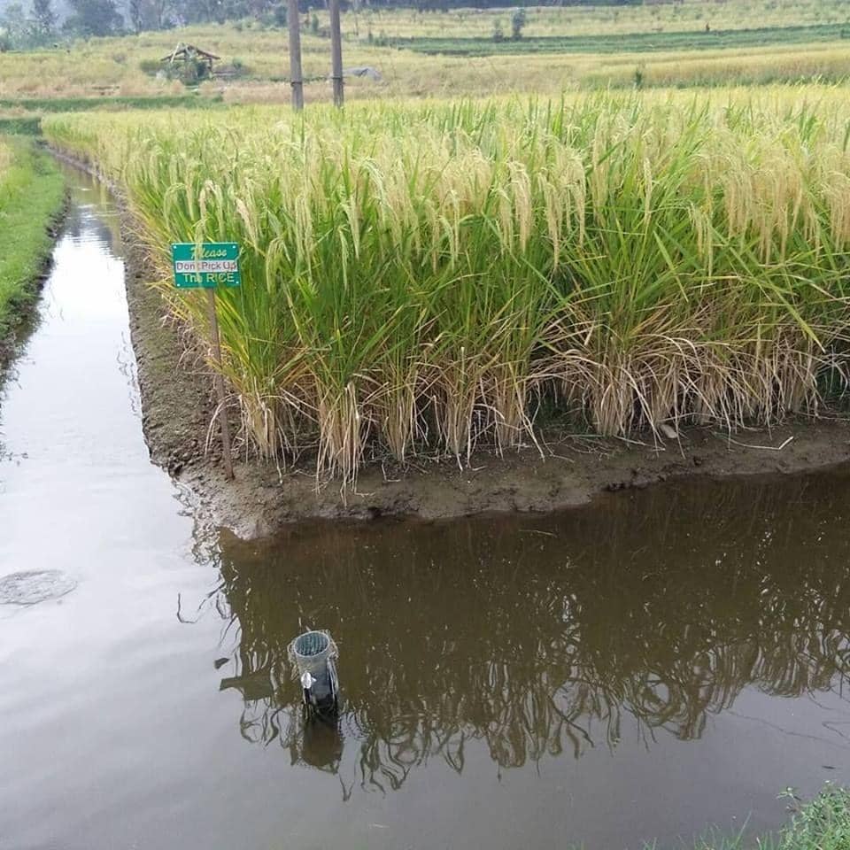Untung Berlipat, Ini Trik Bisnis Padi Sekaligus Ikan dalam satu Lahan