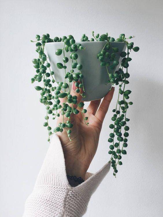 Pinterest/thegeometricplanter
