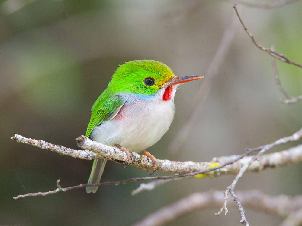 inaturalist.ca