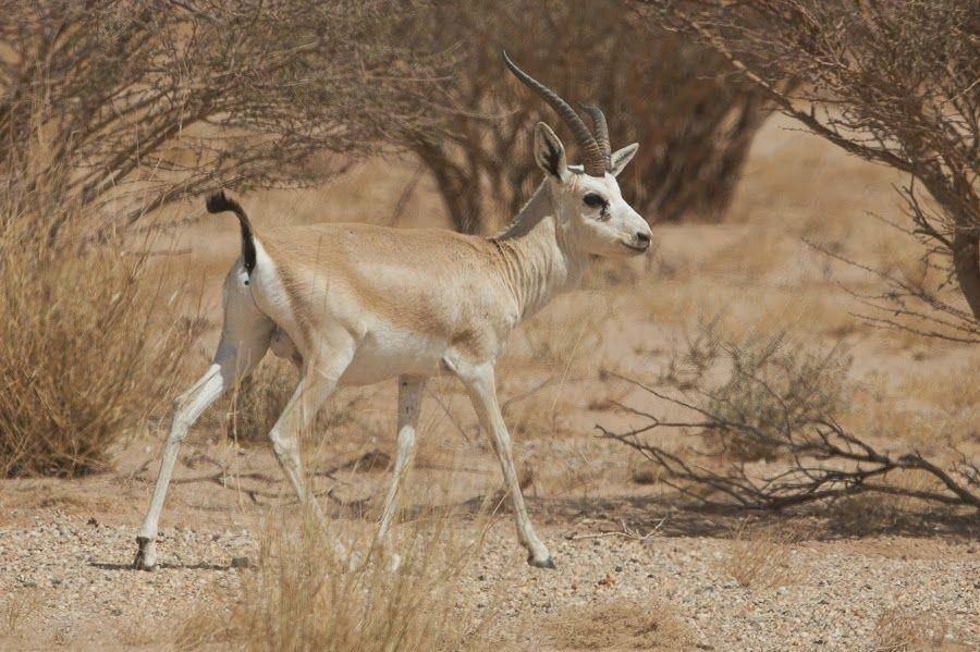 birdsofsaudiarabia.com
