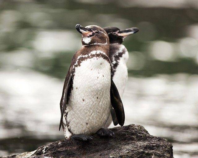 birdguides.com