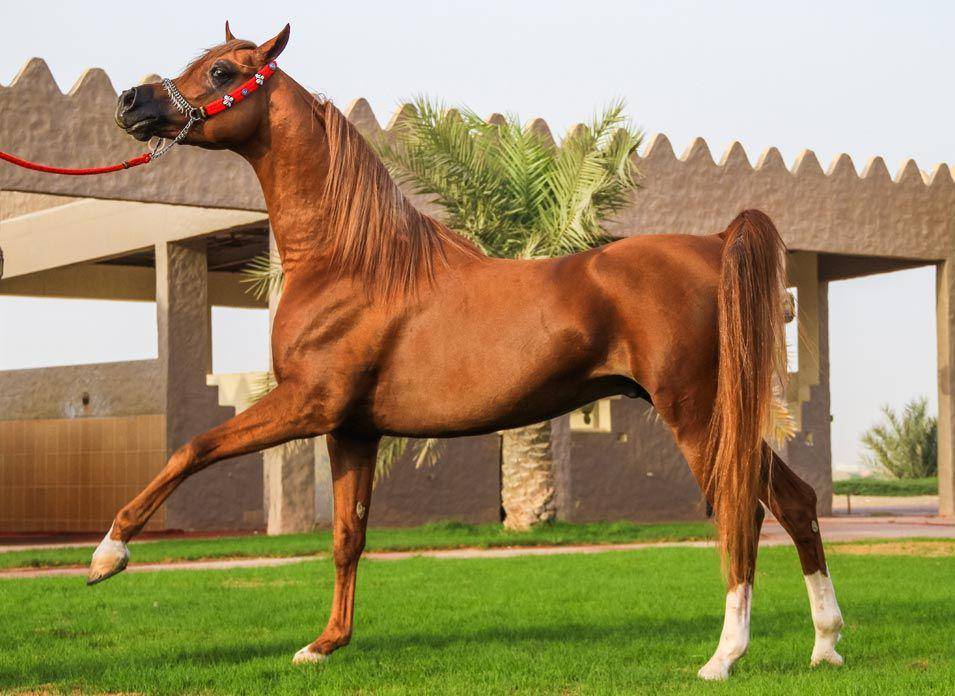 aramcoexpats.com