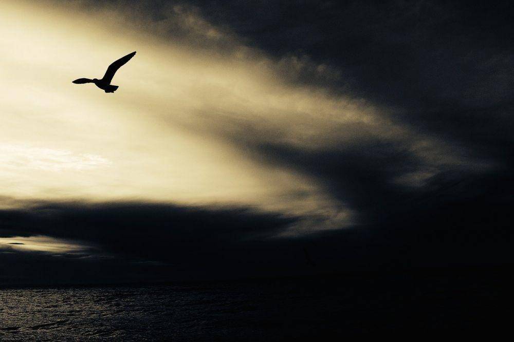 Pixabay/Free-Photos