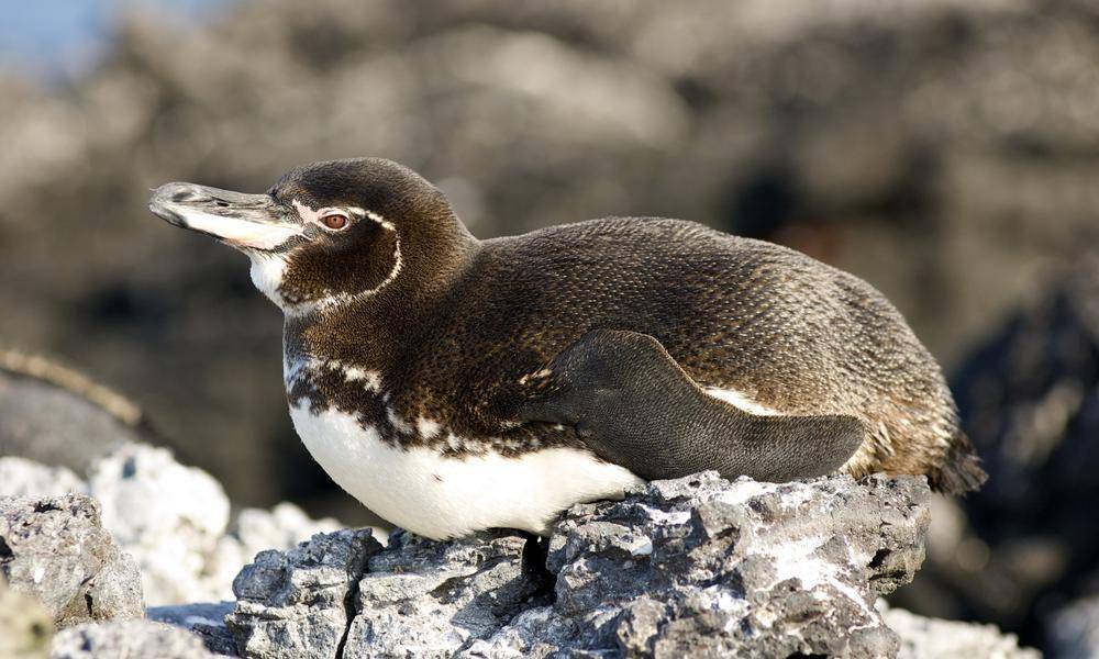 worldwildlife.org