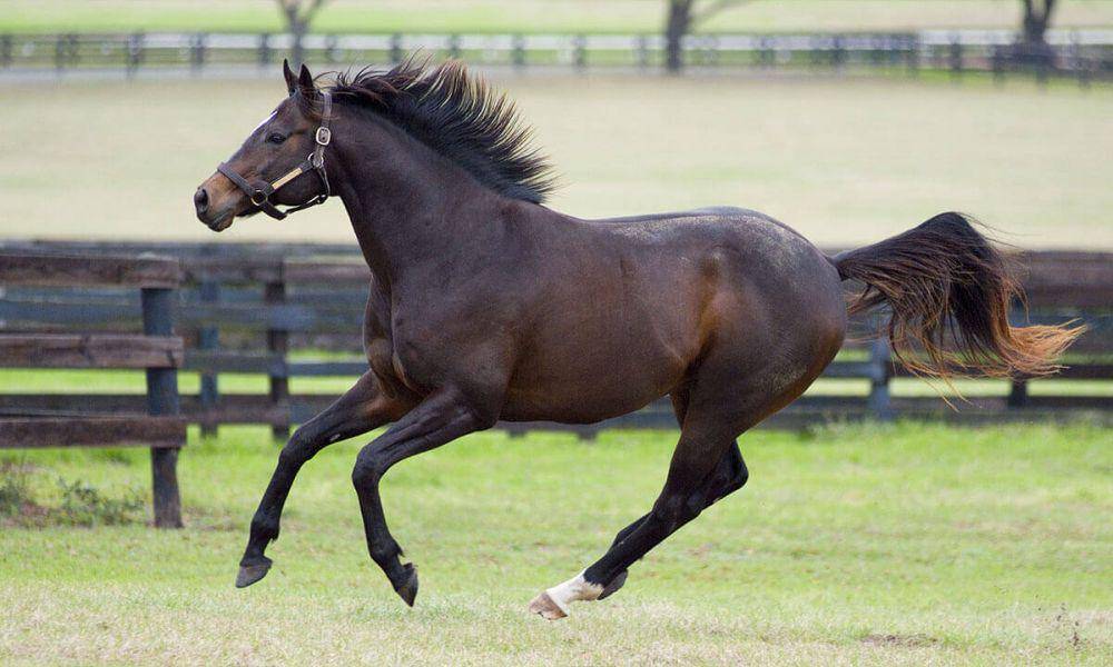 equine-world.co.uk