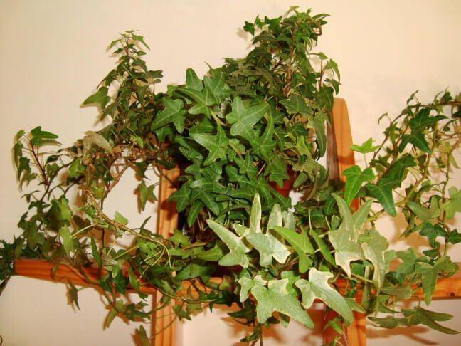 ourhoseplants.com