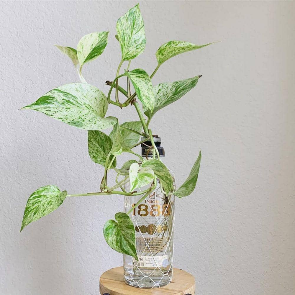 Instagram/plantladyv