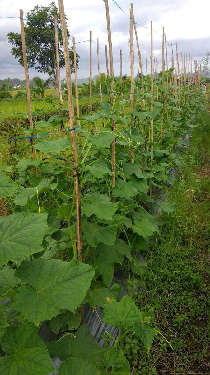 Tanaman sayur di Baturiti (Dok.IDN Times/Istimewa)