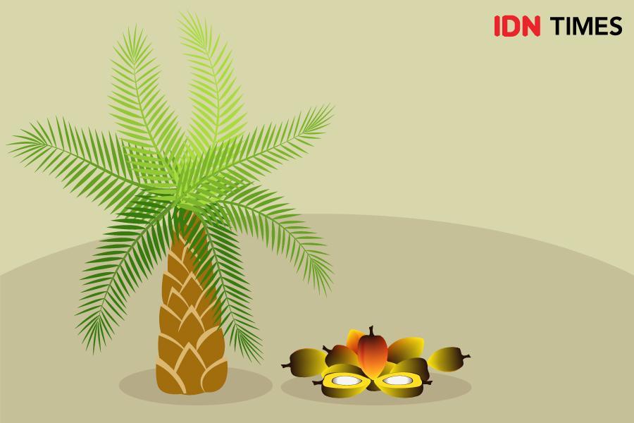 Ilustrasi Sawit (IDN Times/Arief Rahmat)