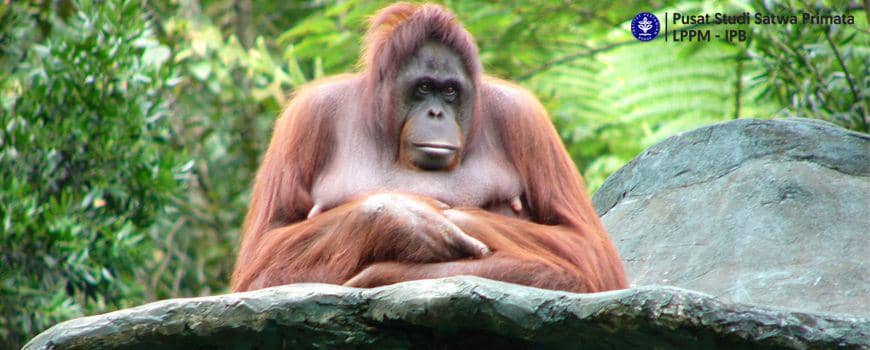 primata.ipb.ac.id/orang-utan-pongo-pygmaeus