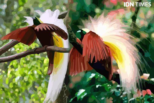 Ilustrasi Burung Cendrawasih (IDN Times/Mardya Shakti)