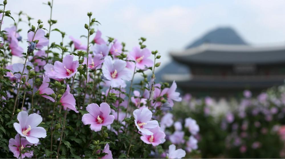 5 Fakta Mugunghwa, Bunga Nasional Korea Selatan yang Menakjubkan