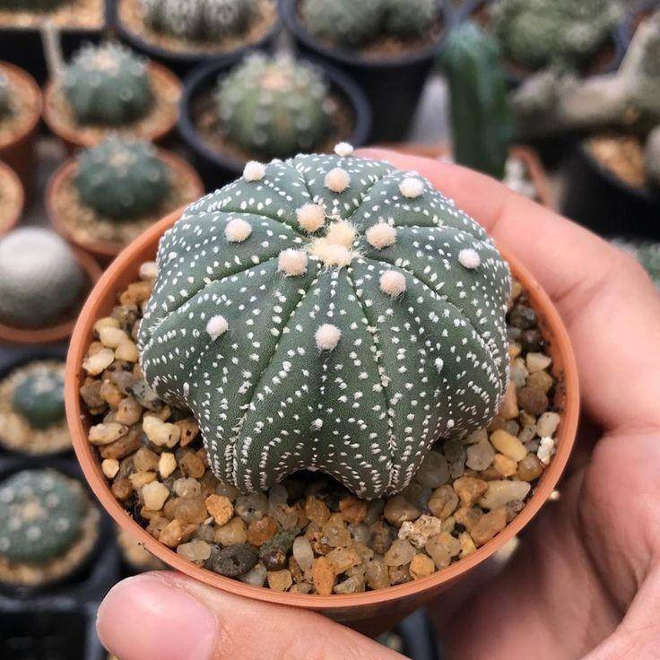 pinterest/Succulent City