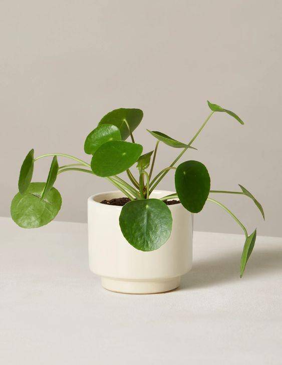 Pinterest/thesill