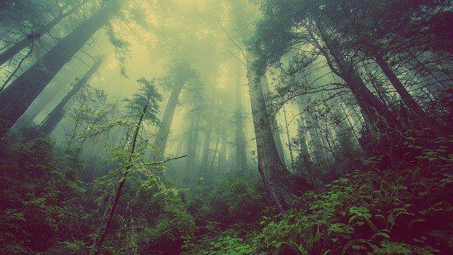 [PUISI] Bisikan di Tengah Hutan