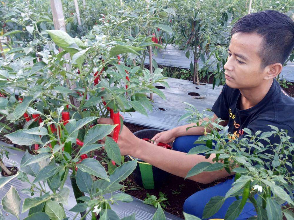 IDN Times/Kementan