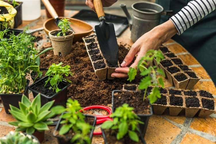 Aktivitas berkebun (inverness-courier.co.uk)