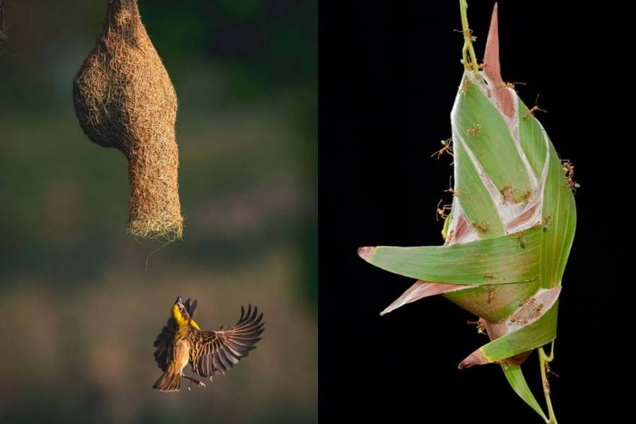 wild.photography