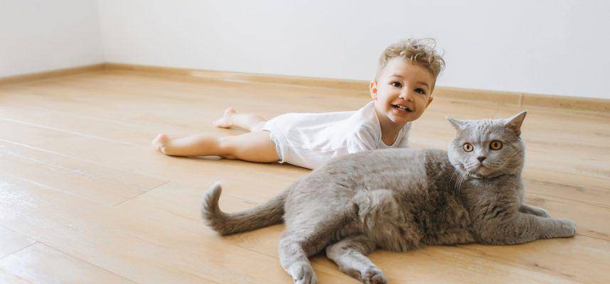britishshorthair.ca
