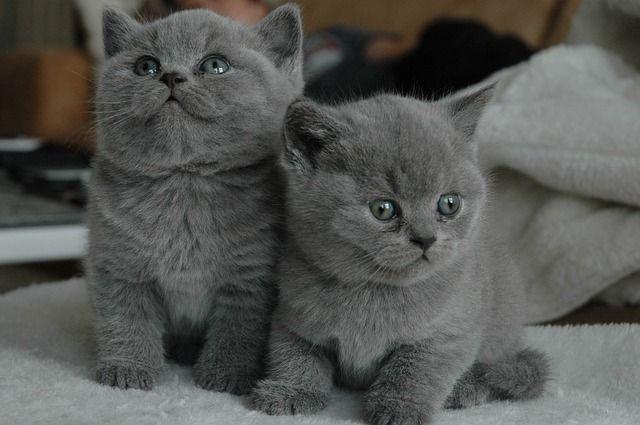 4 Perbedaan Mencolok Kucing Russian Blue dan British Shorthair