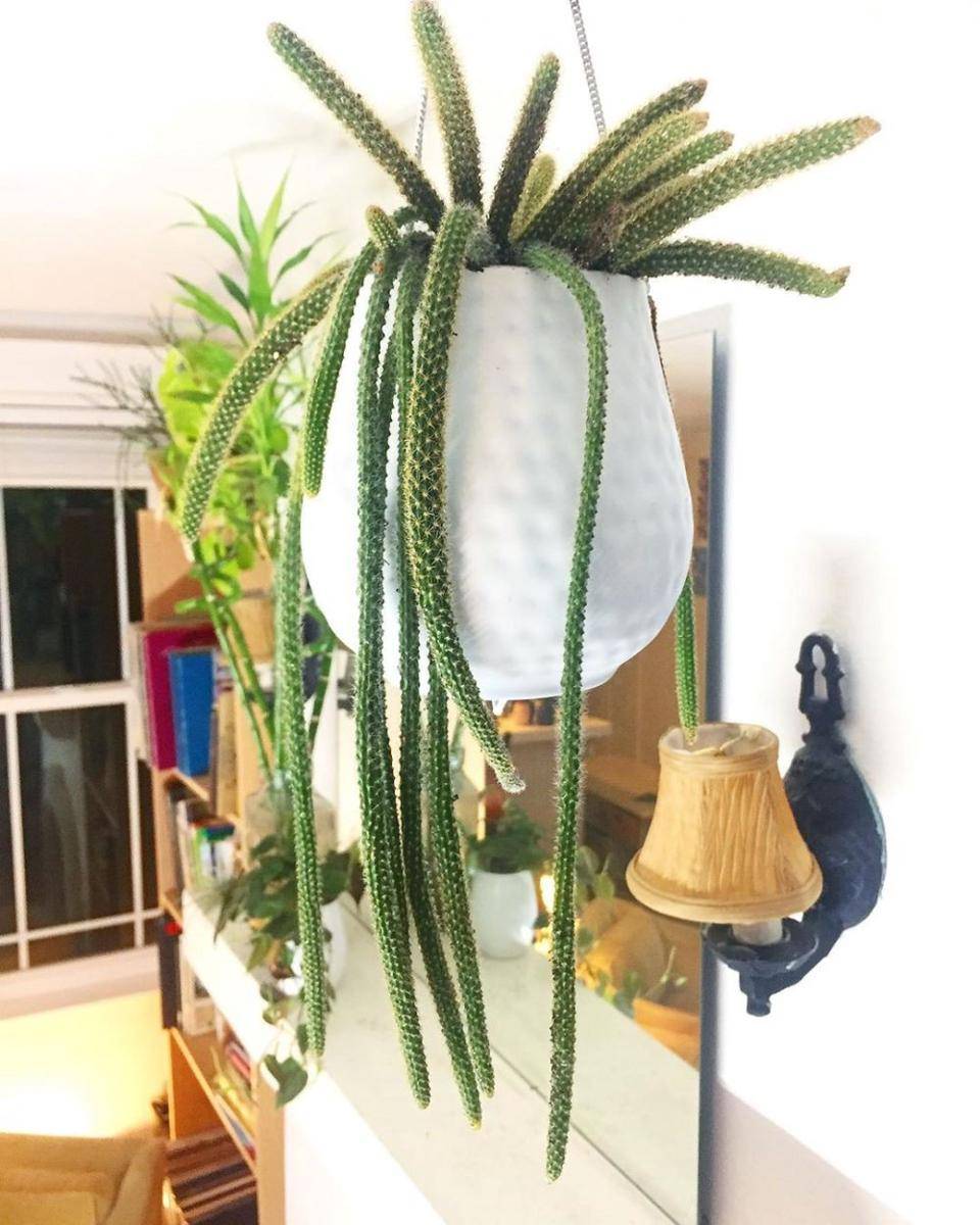 Pinterest/succulentcity