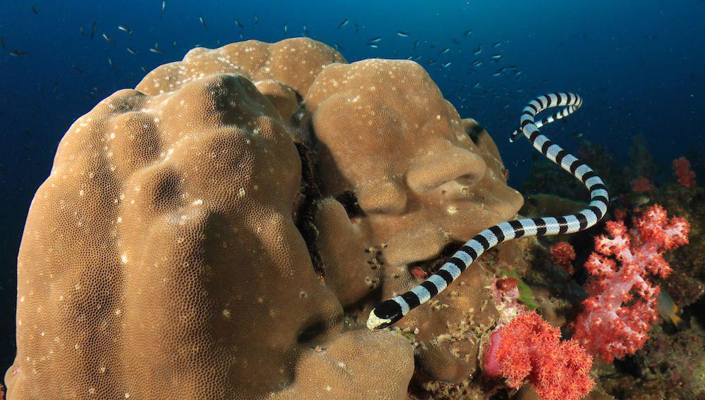 5 Ular Laut di Indonesia, Ada yang Lebih Mematikan dari Kobra!