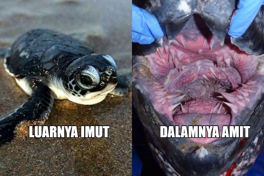 Isi Mulut 10 Hewan Lucu Ini Ternyata Serem Abis, Bak Monster Ganas!