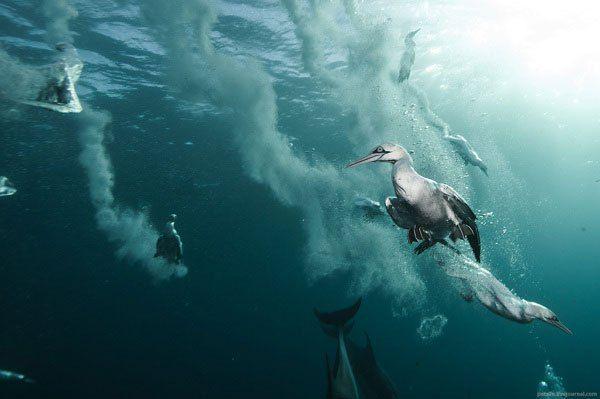 Gak Cuma Jago Menyelam, Ini 7 Fakta Menarik Burung-burung Laut