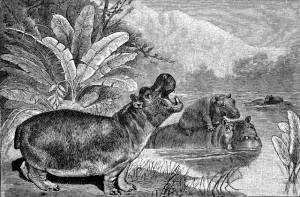 animalgeography.com