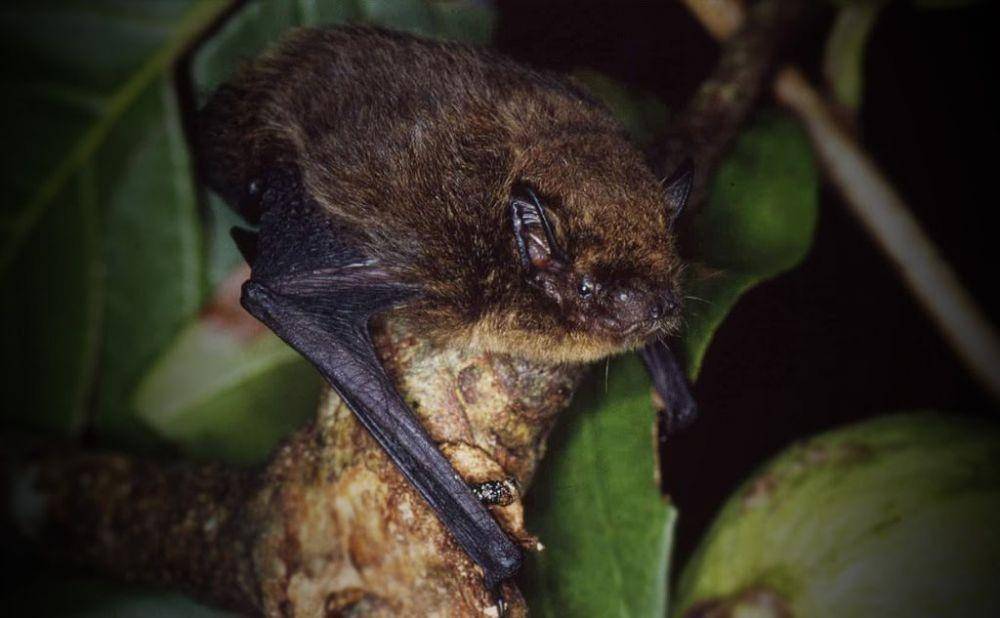 euanritchie.org