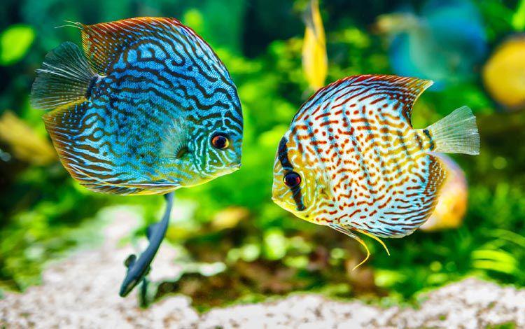 20 Ikan Hias Termahal di Dunia, Punya Corak Unik yang Memukau!