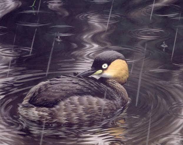 birdlife.org