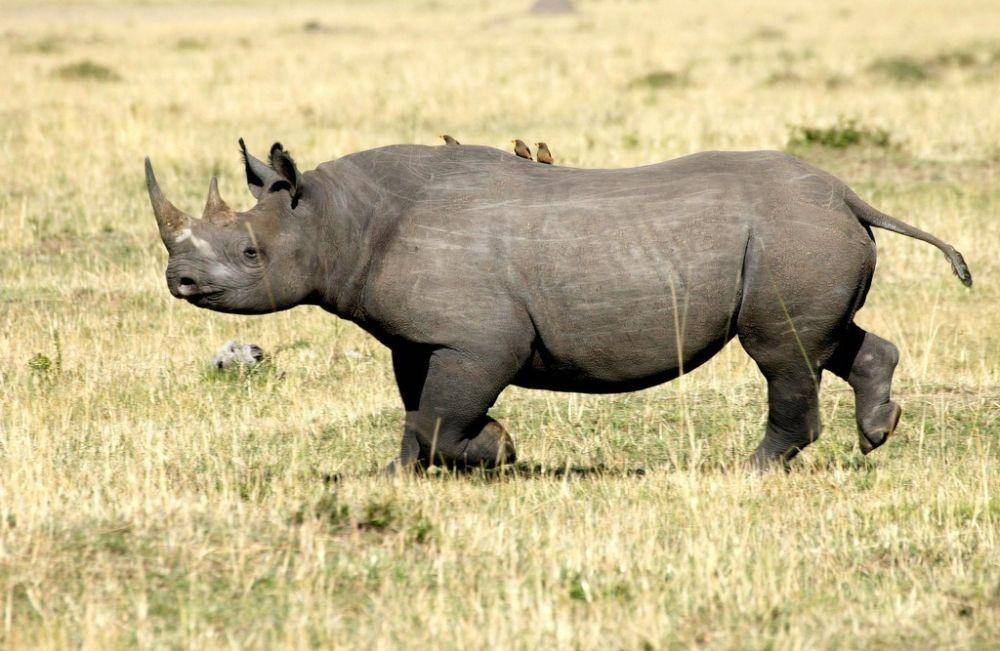 savetherhino.org