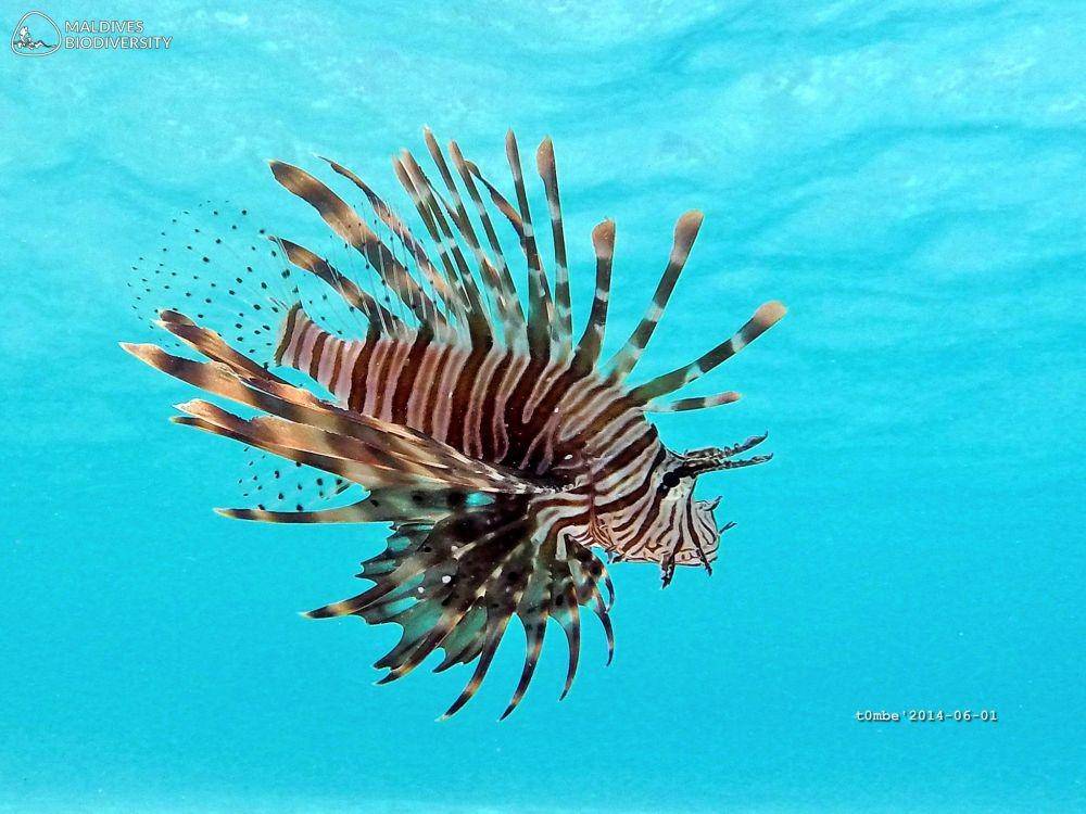 maldivesbiodiversity.org