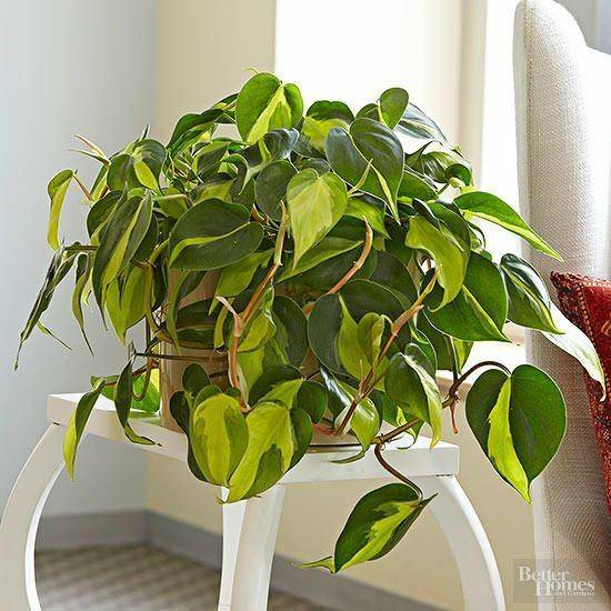 Pinterest/Philodendronplants