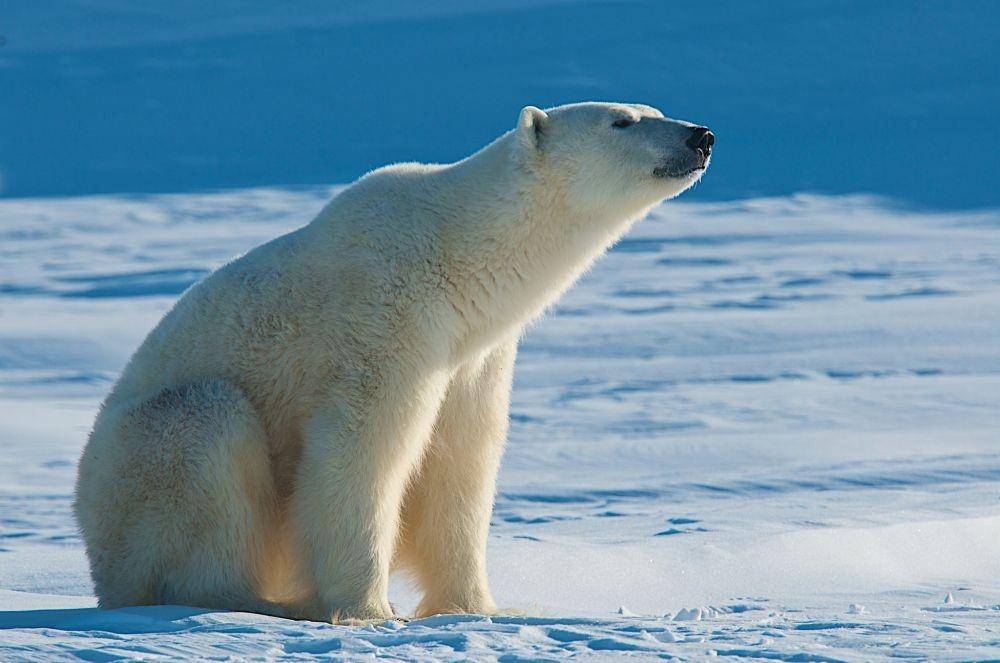polarbearsinternational.org