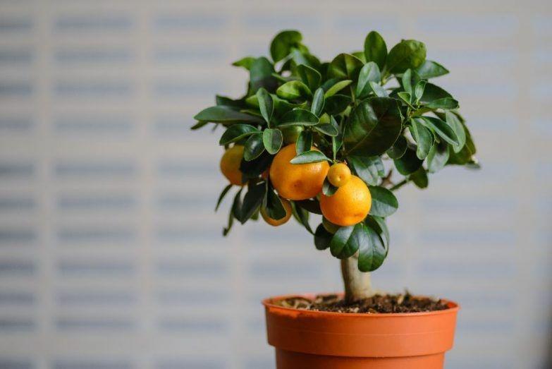 smartgardenguide.com