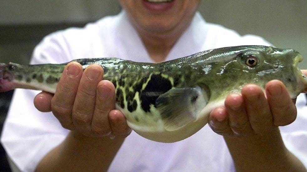 2 Anak Keracunan Kerupuk Kulit Ikan Buntal di Buleleng Bali