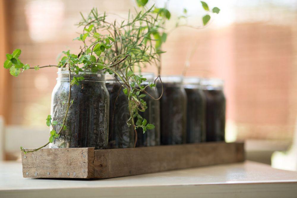 Cuma Butuh Mason Jar, 9 Tanaman Ini Terlihat Kece Ditanam di Dapur