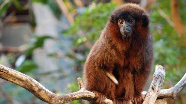 zsl.org